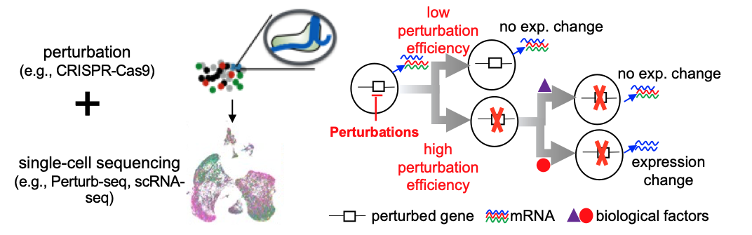 Schematic of the perturbation-response score framework for measuring heterogeneous responses in single-cell perturbation datasets.